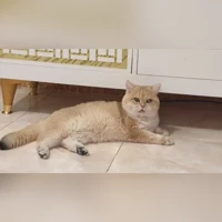 bisa